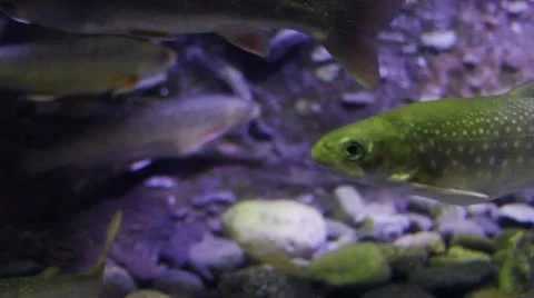 Fish7 Stock Footage 10874524