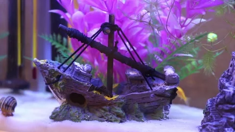 Fish7 Stock Footage 169299541