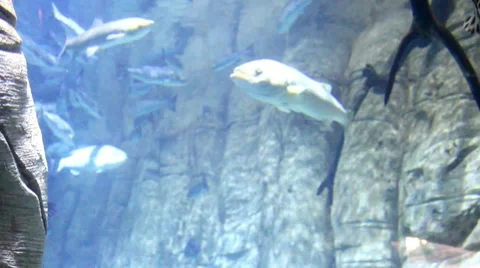 Fish8 1 Stock Footage 7754495