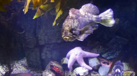 Fish8 Stock Footage 10873684