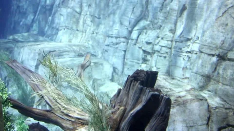 Fish9 1 Stock Footage 7754542