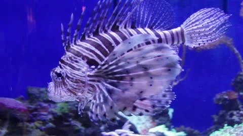 Fish9 Stock Footage 10874954