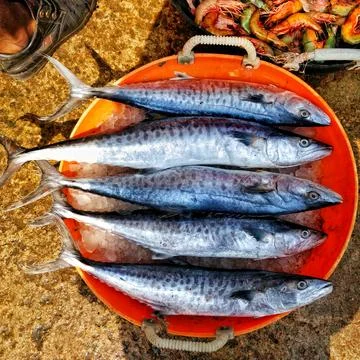 Fish_arranged_in_parallel_inside_a_red_basket 库存照片