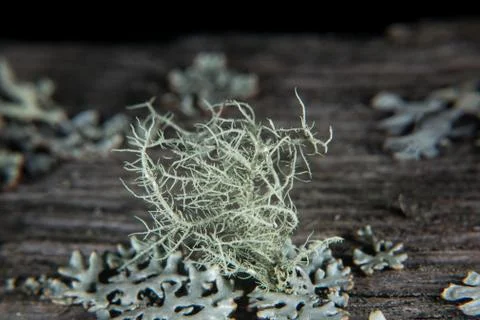 Fishbone beard lichen Foto stock