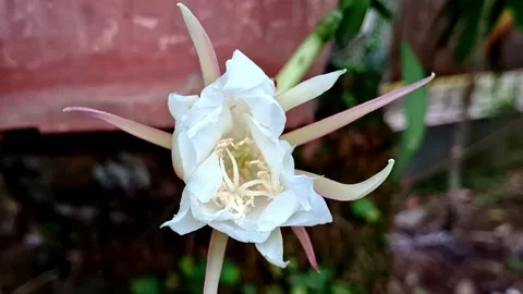 Fishbone Cactus Flower Stock Footage 278870109