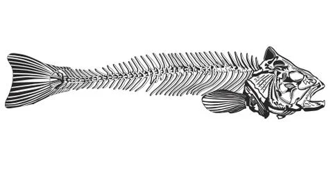 Fishbone drawing - vector illustration Stock Illustration