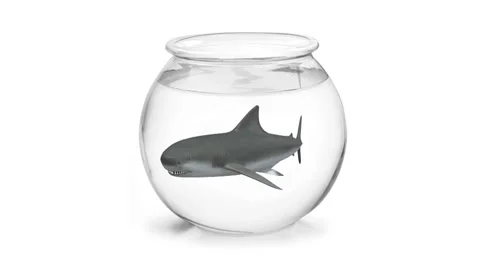Fishbowl with shark inside 3d animation Stock Footage 131509380