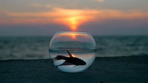 Fishbowl standing on the beach float little fish. reflected sky and seas Stock Footage 94083044