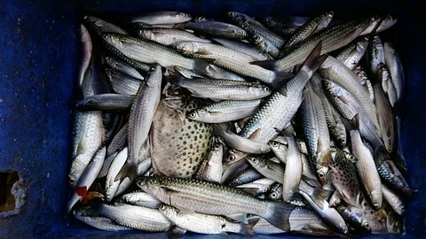 Fishbox Stock Footage 86123443