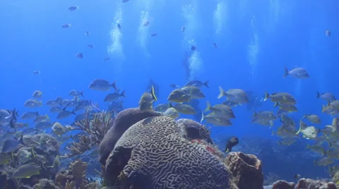 Fish,Coral,Divers Vídeo Stock 2103452