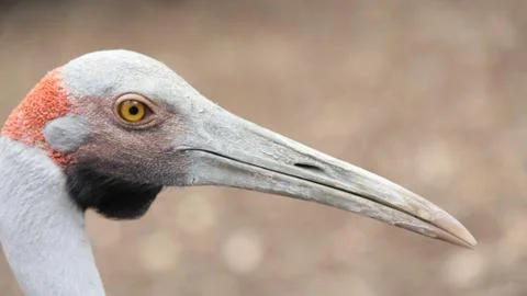 Fisher bird Stock Photos