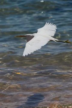 Fisher bird Stock Photos