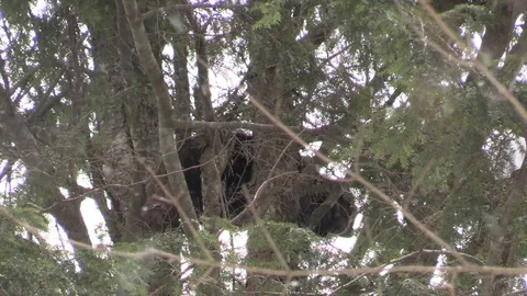 Fisher cat in forest in a tree snow falling Vidéo 126077247
