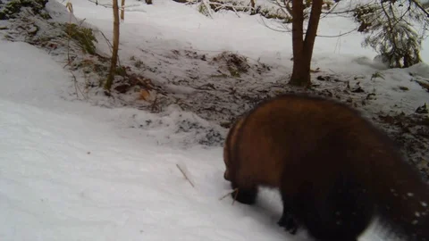 Fisher cat in forest walking through the snow Video stock 126077177