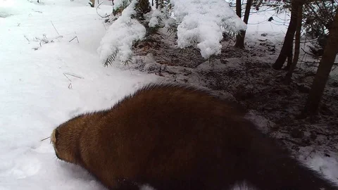 Fisher cat in forest walking through the snow smelling the ground searching Vidéo 126077189