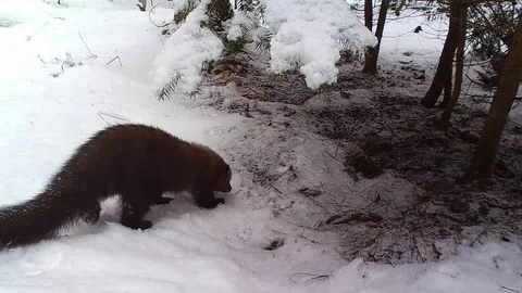 Fisher cat in forest walking through the snow smelling the ground Stock Footage 126077192
