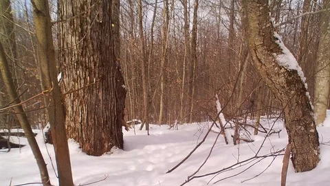 Fisher cat in forest walking through the forest smelling the ground snow fall Vidéo 126077330