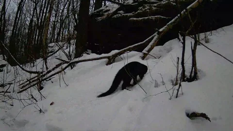 Fisher in cold winter snowy forest Stock Footage 103120812