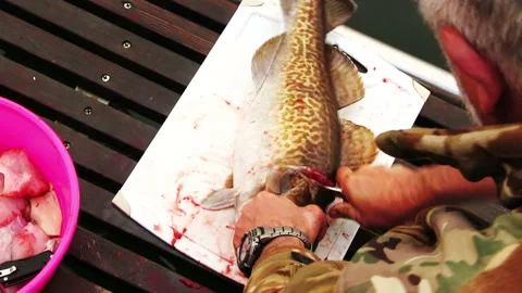 Fisher cuts codfish Видео 87947940