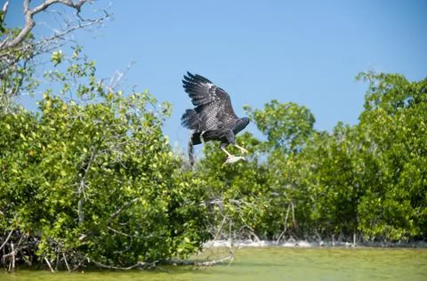 A fisher eagle Fotos de archivo