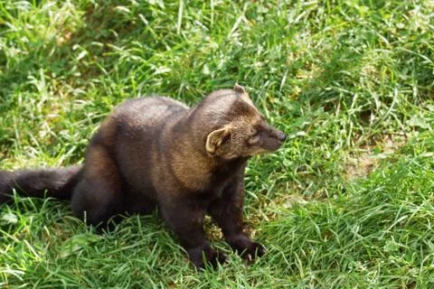 Fisher on the ground Stock Photos
