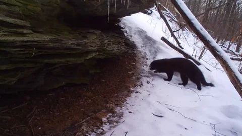 Fisher hunting in winter forest Vidéo 103120919