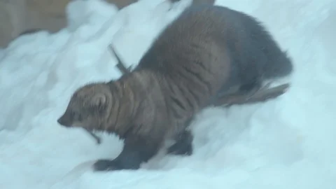 Fisher, a Large Species of Weasel Stock Footage