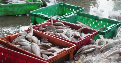 Fisher sorts fish catch into crates on the dock. Stock Footage 271325312