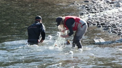 Fisheries biologists pull large spawning salmon from net to assess Stock Footage 161414329