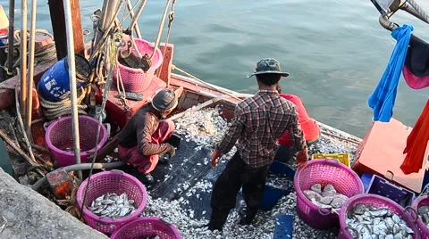 Fisherman are sorting fish on boat at jetty, Sriracha, Chonburi, Thailand Stock Footage 48770150