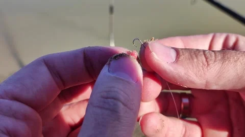 Fisherman Baiting Hook with Maggots, Close Up Feeder Fishing Preparation Stock-Footage 291266936
