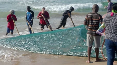 Fisherman on the beach catch a large net full of sardines Stock Footage 134450914