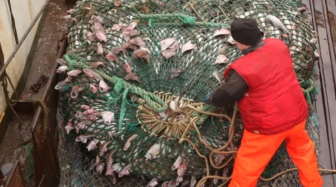 Fisherman on boat with fish opens network Stock Footage 42901880