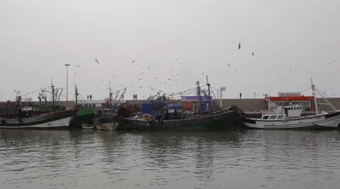 Fisherman boats with flying gulls essaouira, morocco Stock Footage 59595807
