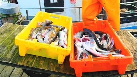 Fisherman carrying Fish in Boxes Stock Footage 103739578