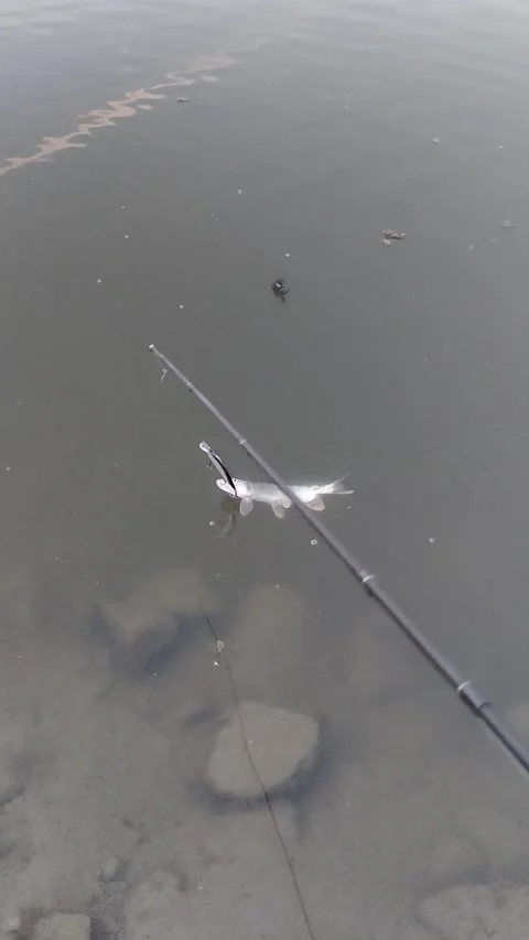 Fisherman catch a fish in summer day. Stock Footage 209124693