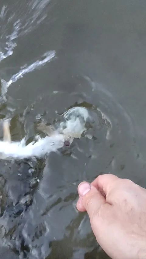 Fisherman catch a fish in summer day. Stock Footage 209124694