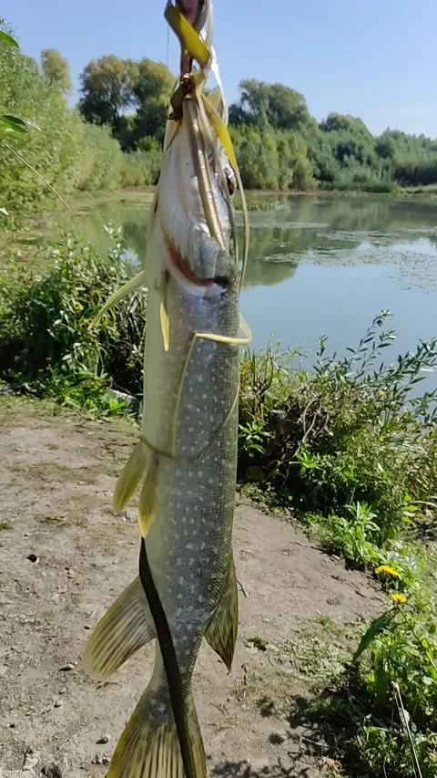 Fisherman catch a fish in summer day. Stock Footage 209124695