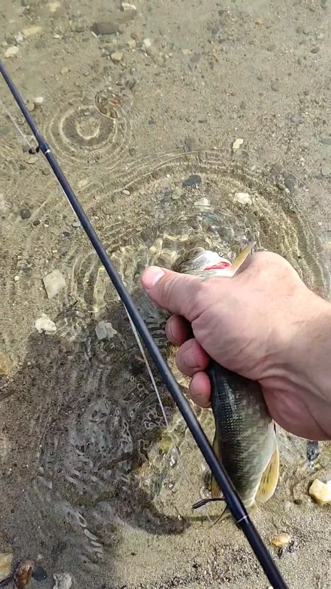 Fisherman catch a fish in summer day. Stock Footage 209124995