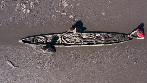 Fisherman catching catfish in thick mud due to drought and climate change Stock Footage 118264419