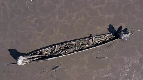 Fisherman catching catfish in thick mud due to drought and climate change Stock Footage 118266175