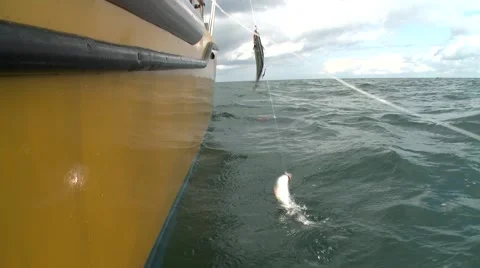 Fisherman catching fish Stock Footage 47325855