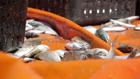 Fisherman catching fish from net in beach slow motion Stock Footage 138410962