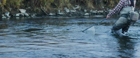 Fisherman catching fish with net in a river Stock Footage 68494531
