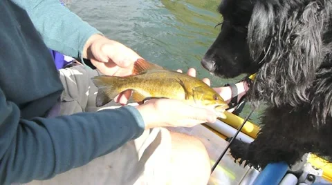 Fisherman Catching Small Mouth Bass Stock Footage