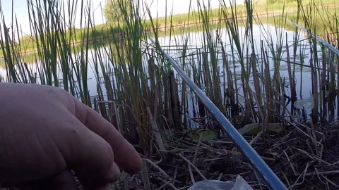 A fisherman caught a bream Video stock 85828707