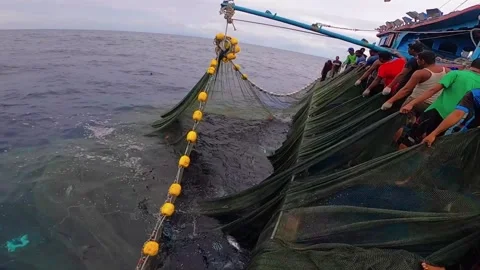 The Fisherman caught fish in nets. Industry thrives on caught fish. 스톡 동영상 280328008
