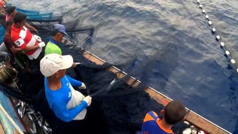 The Fisherman caught fish in nets. Industry thrives on caught fish in nets. 스톡 동영상 280328015