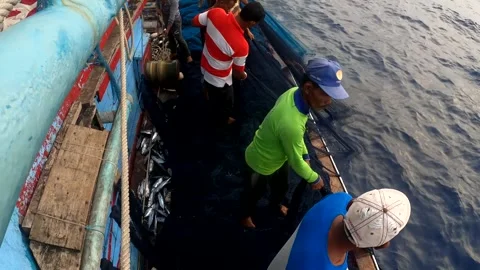 The Fisherman caught fish in nets. Industry thrives on caught fish in nets. 스톡 동영상 280328026