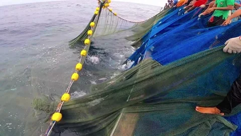 The Fisherman caught fish in nets. Industry thrives on caught fish. 스톡 동영상 280328055